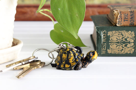 Box Turtle